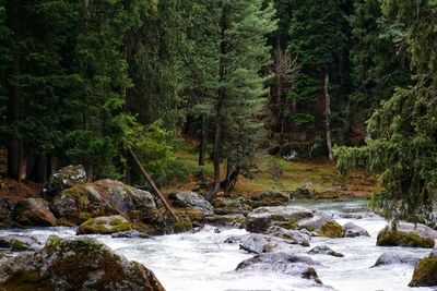 Stream flowing through rocks in forest