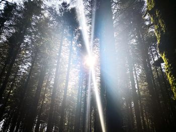 Low angle view of sunlight streaming through trees