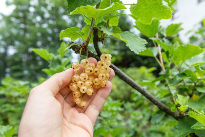 Cropped image of hand holding fruit