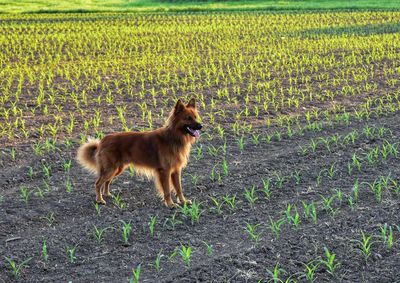 Full length of a dog on field