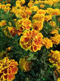 Close-up of marigold blooming outdoors