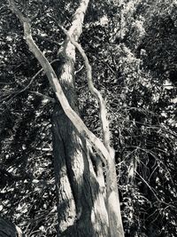 Close-up of tree trunk in forest