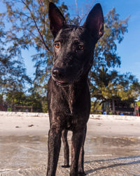 Close-up portrait of black dog on land