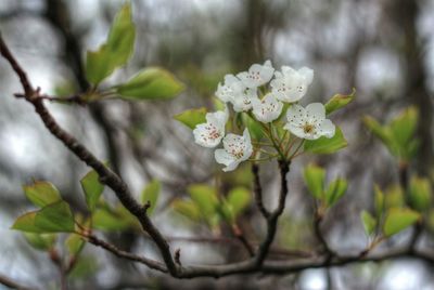 Close-up of flowers blooming on tree