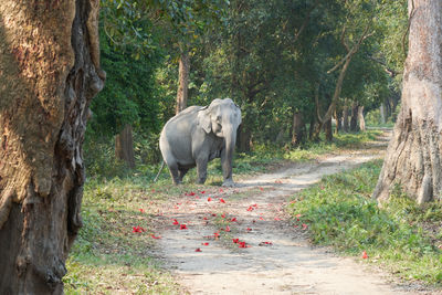 An adult female asian elephant crosses a safari track at kaziranga national park in assam, india