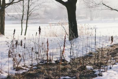 Close-up of bare trees in lake during winter