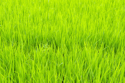 Full frame shot of fresh green field