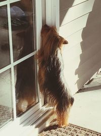 Close-up of dog by window