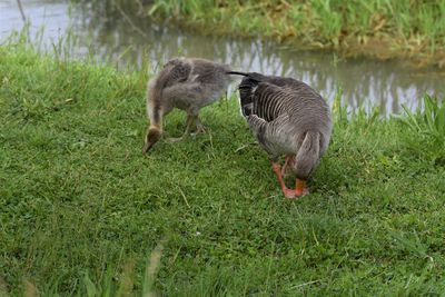 Ducks in a lake