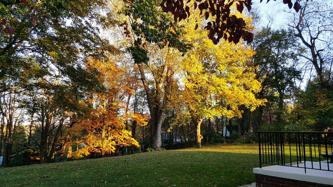 autumn, tree, change, leaf, nature, beauty in nature, tranquility, scenics, tranquil scene, park - man made space, yellow, outdoors, growth, day, no people, grass, sky