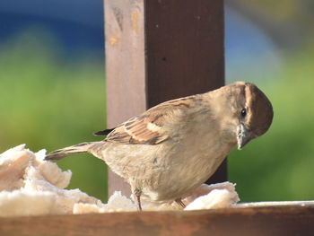 Close-up of bird perching on railing