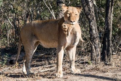 Lion standing on tree