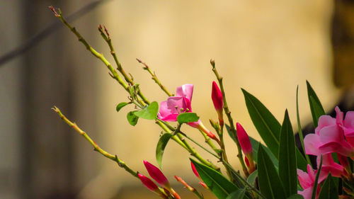 Close-up of pink flowering plant