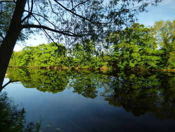 Reflection of trees in lake against sky