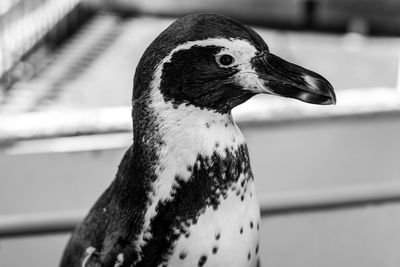 Close-up of a bird looking away