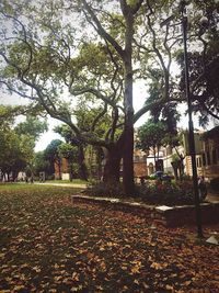 Trees in park during autumn