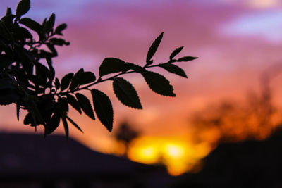 Close-up of silhouette plant against sky during sunset