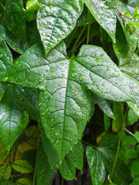 Close-up of wet plant leaves during rainy season