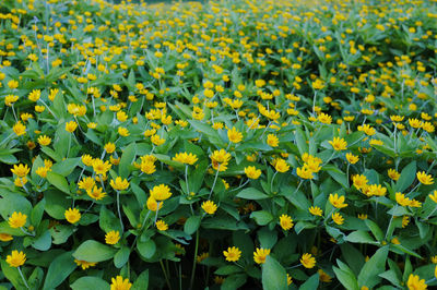 Close-up of yellow flowers blooming in field
