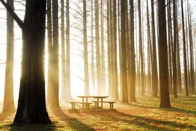 Trees in forest during sunset