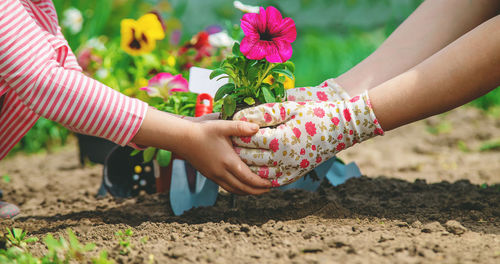 Hands of woman and girl planting flower plant in garden