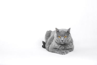 Portrait of cat against white background