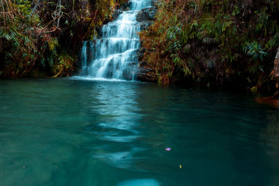 Scenic view of waterfall in forest