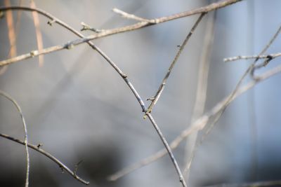 Close-up of twig on fence