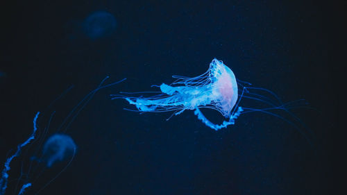 Jellyfish swimming in sea