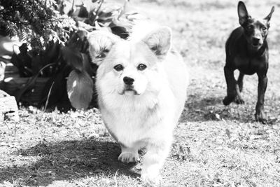 Portrait of dog on field