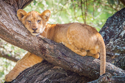 Cat lying on tree trunk