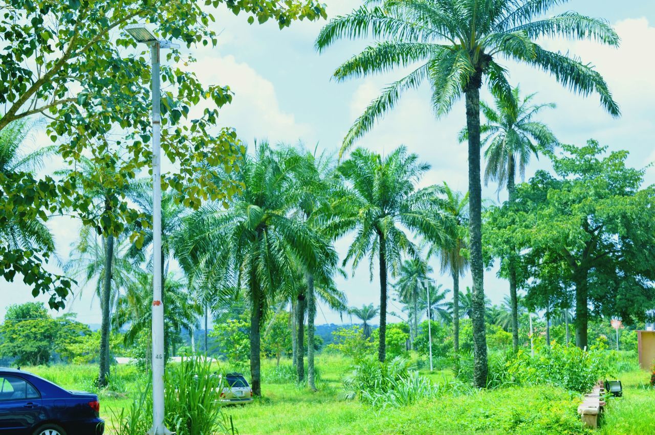 tree, palm tree, green color, nature, growth, day, outdoors, no people, sky, transportation, beauty in nature, tree trunk, scenics, grass