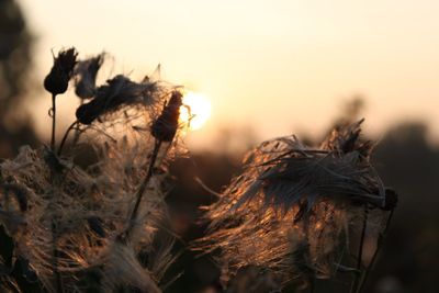 Close-up of dead plant
