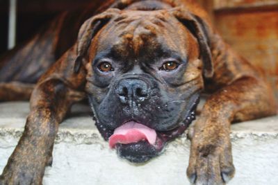 Close-up portrait of dog