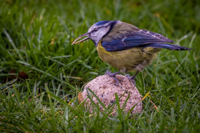 Close-up of bluetit on grassy field