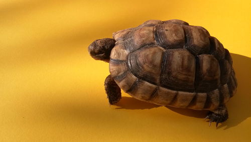 Close-up of a turtle against yellow background