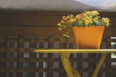 Close-up of yellow flower pot on table