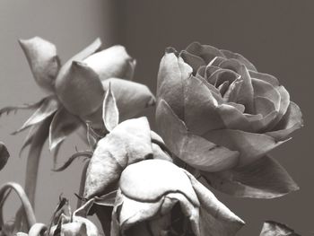 Close-up of wilted rose against white background