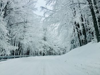 Snow covered pine trees in forest
