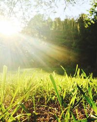 Scenic view of grassy field