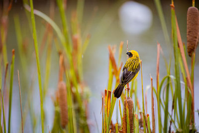 Close-up of bird perching on plant