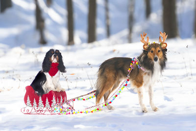 Dog running on snow covered field