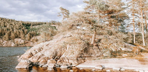 Plants by river against sky