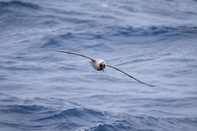 Southern giant petrel glides over blue ocean