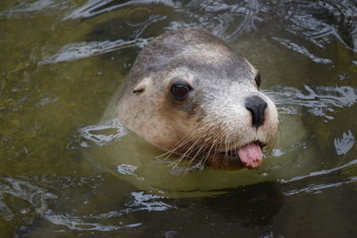 A seal at aquatis 