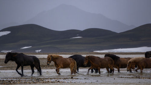 Horses on a mountain range