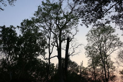 Low angle view of silhouette trees against sky