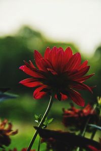 Close-up of red flower