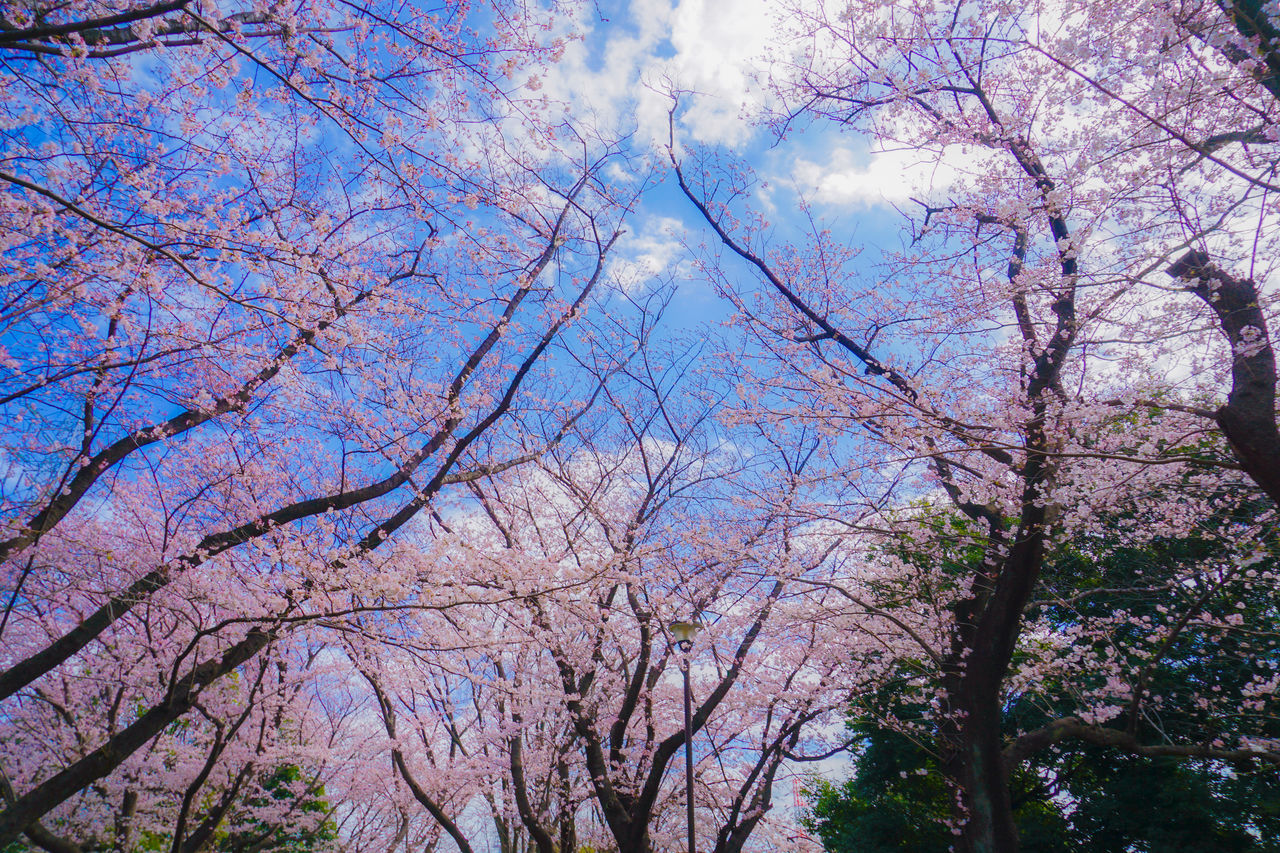 tree, plant, flower, blossom, low angle view, beauty in nature, sky, branch, growth, nature, spring, no people, flowering plant, cherry blossom, day, springtime, pink, leaf, tranquility, fragility, outdoors, freshness, cloud, scenics - nature, sunlight