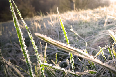 Close-up of plants growing on field